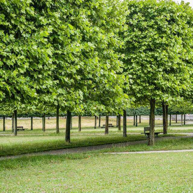 Basse-Plante du Musée national et domaine du Château de Pau