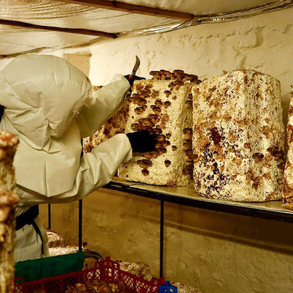 Champignons de Gaudeix