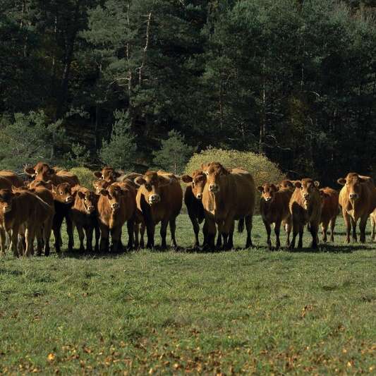 Viande bovine du GAEC du Mazardy