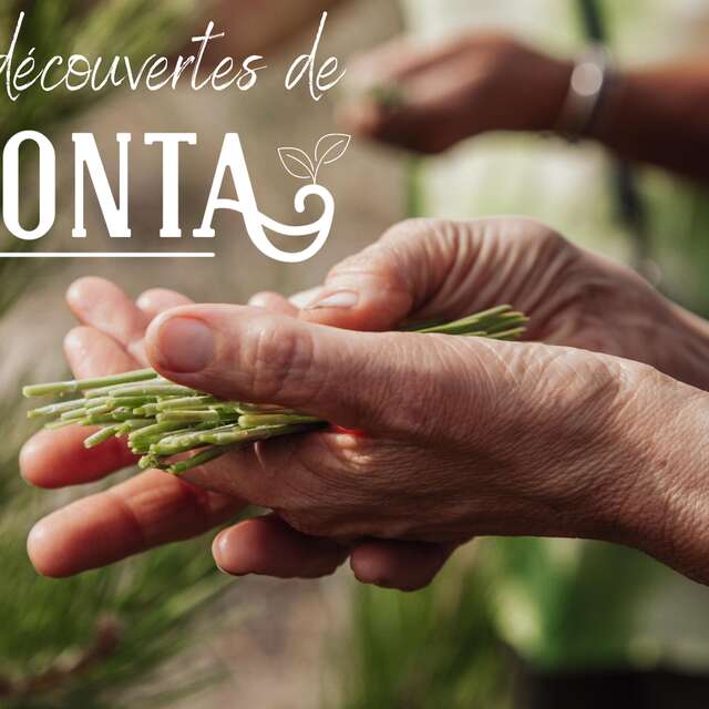 À la découverte des plantes sauvages comestibles