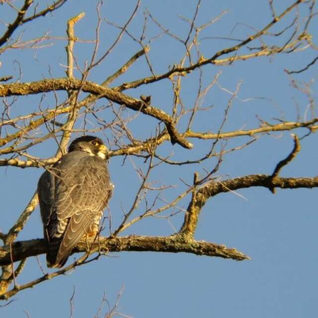 "A tire d’aile" à la tourbière des Dauges