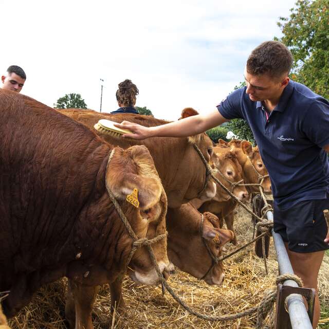 Comice agricole et fête médiévale