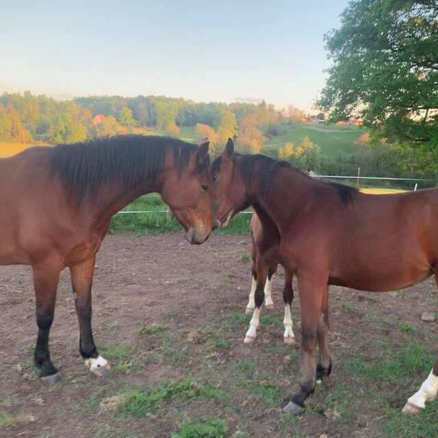 Le Haras des Star