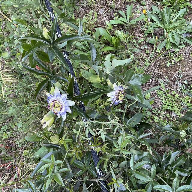 Chalet en bois Le Châtaignier "Les 3 Châtaignes"
