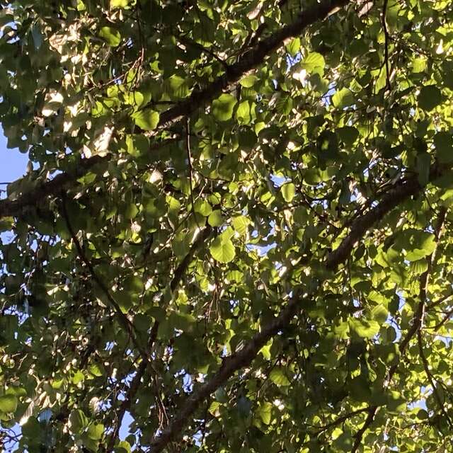 Sortie avec la maison de la nature - Nos amis les arbres