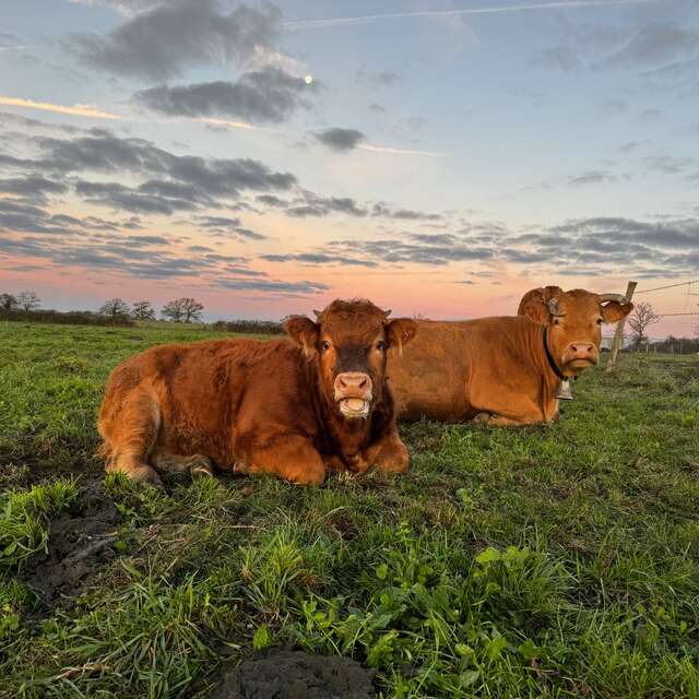 Ferme de la vallée des vaches - Veau rosé