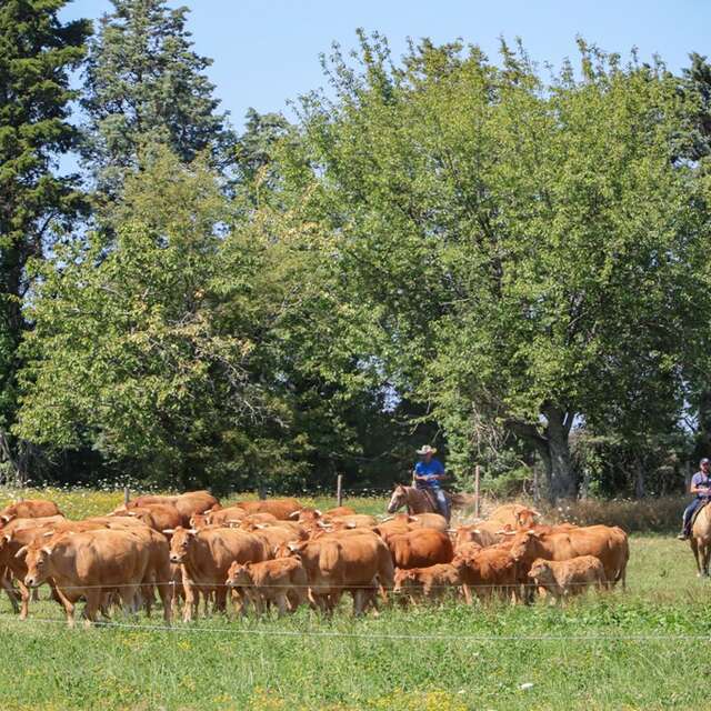 Visite d'un élevage de vaches limousines et de chevaux de western