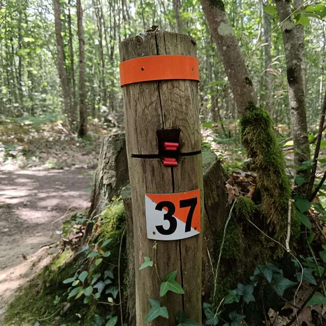 Parcours permanent d'orientation - Forêt des Loges