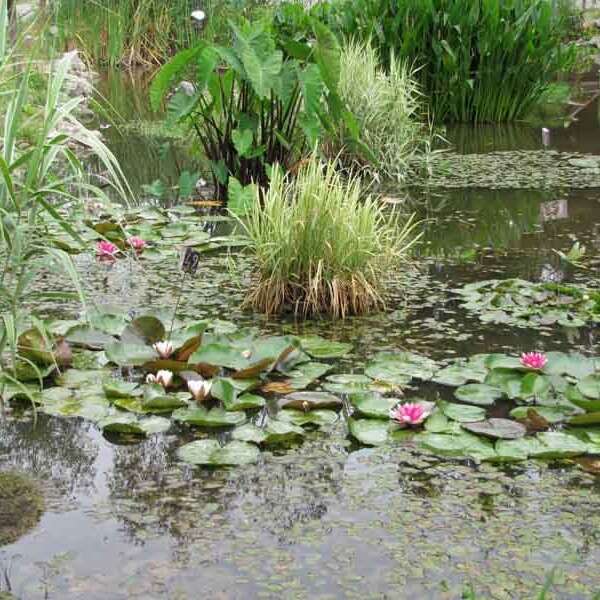 Jardin du parc de Feeriland