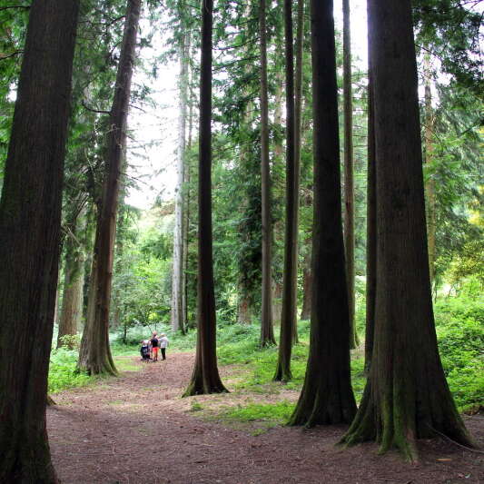 Visite guidée - Arboretum domanial La Jonchère