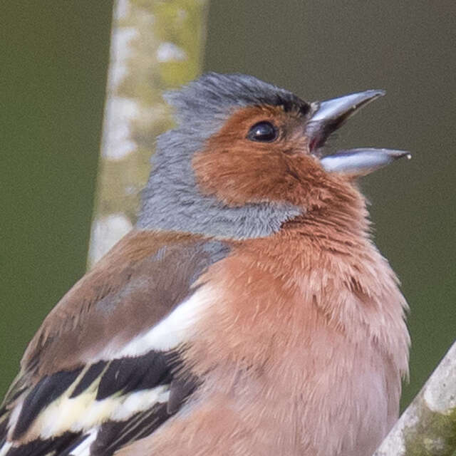 Sortie avec la maison de la nature - Les oiseaux de nos campagnes