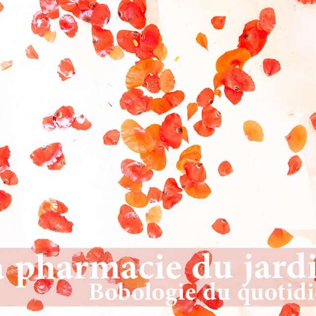 Atelier "La pharmacie du jardin – bobologie du quotidien"