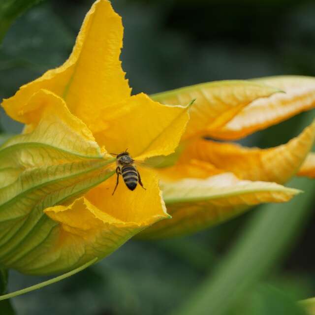 Visite des jardins de la ferme