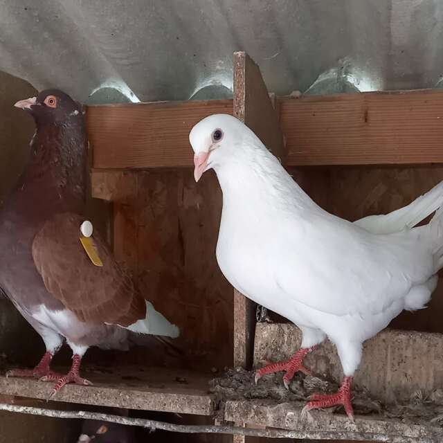 Les pigeonneaux du Moulin