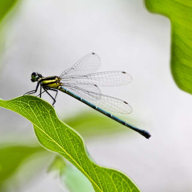 Balade nature : Les libellules
