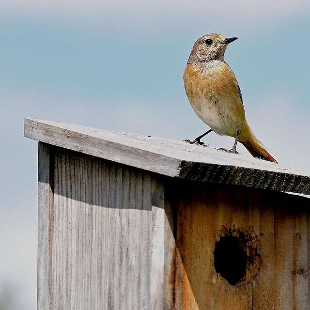 Atelier Brico'nature “Nichoirs à oiseaux”