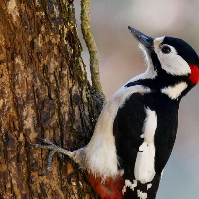 Sortie nature “Le bois des oiseaux”