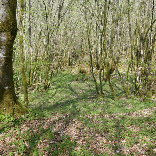 Sortie champignons à la forêt d'Epagne
