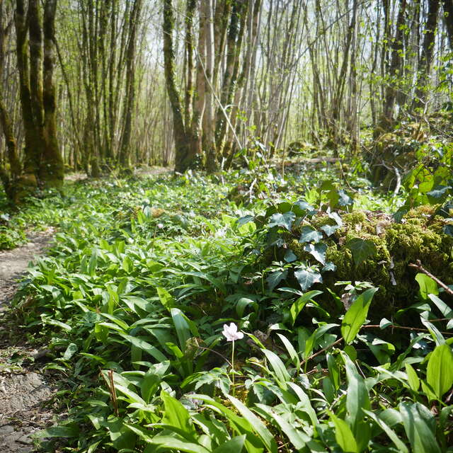 Enquête dans la forêt d'Epagne