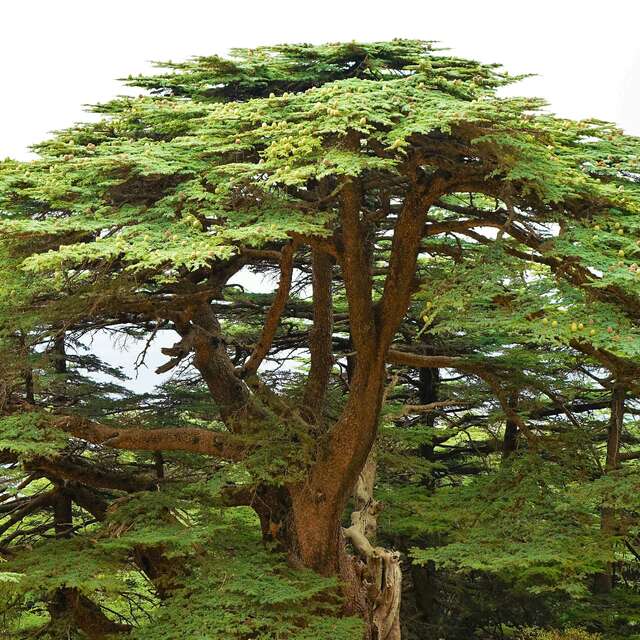 Projection documentaire - La bataille du Cèdre