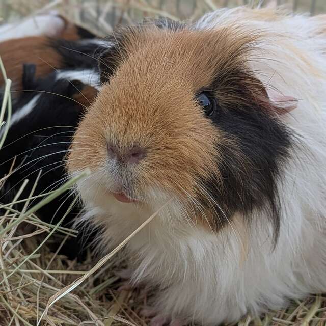 Atelier mini fermier