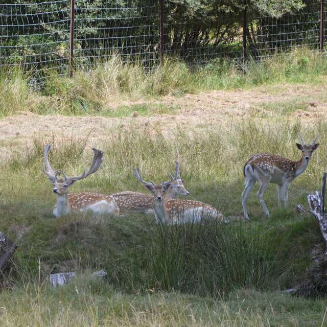 Balade contée autour du parc à daims