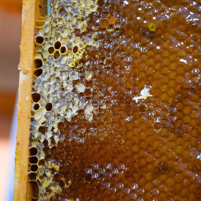 À la rencontre des producteurs : La Miellerie Paysages de Miels