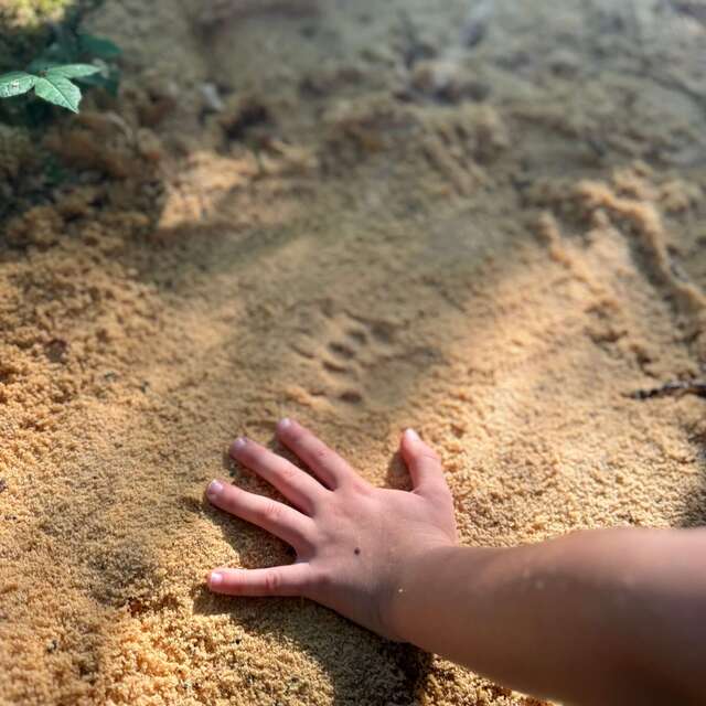 Découverte du pistage animalier