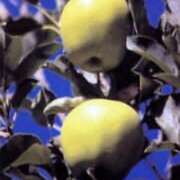 La pomme