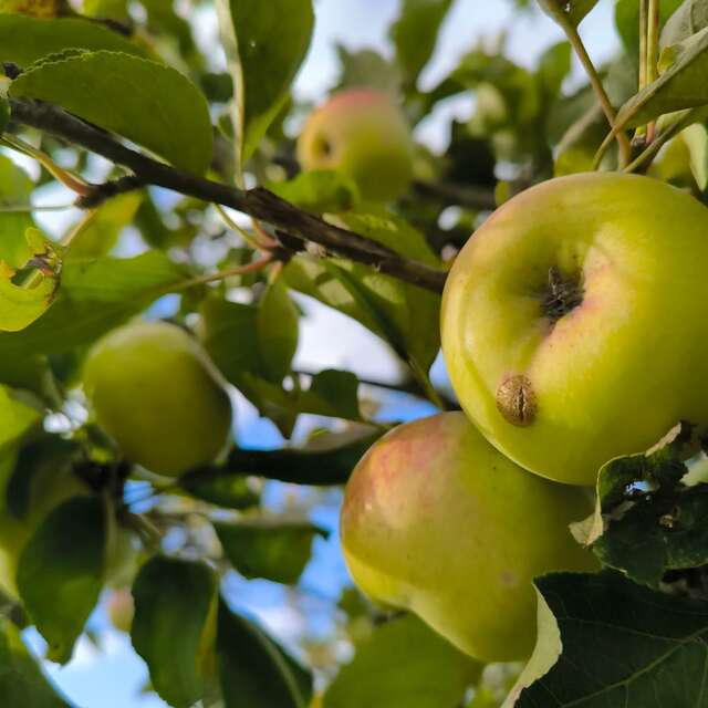 Domaine de la Haute Futaie
