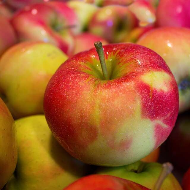 Pressoir pommes et poires