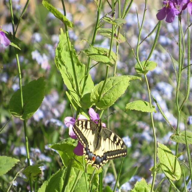 Se vois jusqu'au cœur, RDV aux Jardins