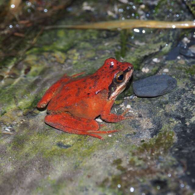 Conférence sur les mythes et légendes autour des amphibiens