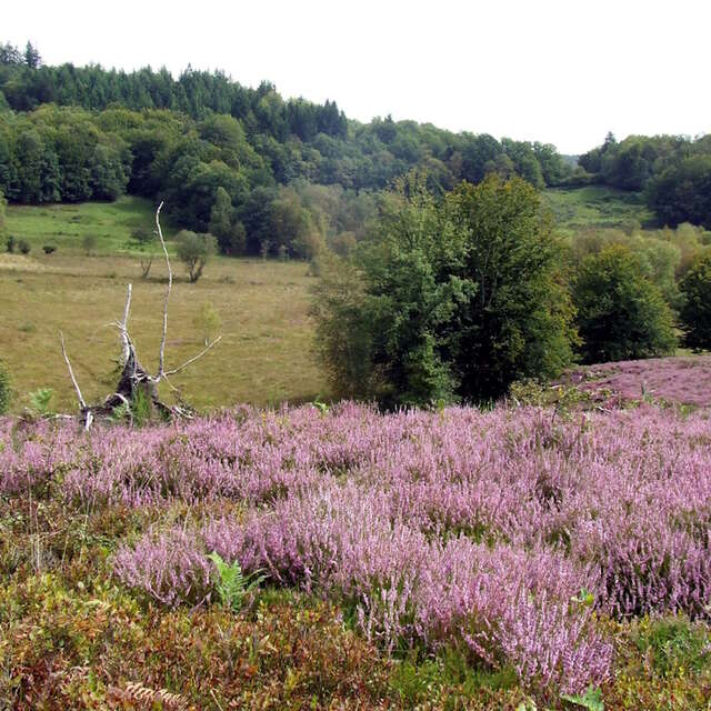 Journées du Patrimoine – Tourbière des Dauges