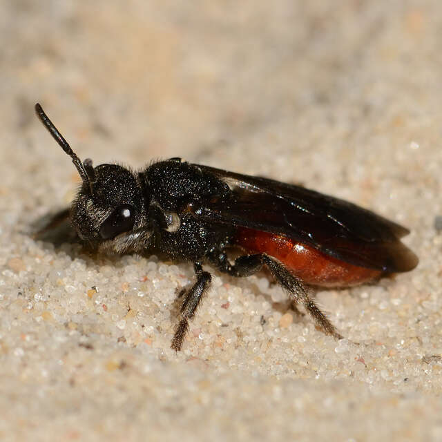 En quête des insectes pollinisateurs !