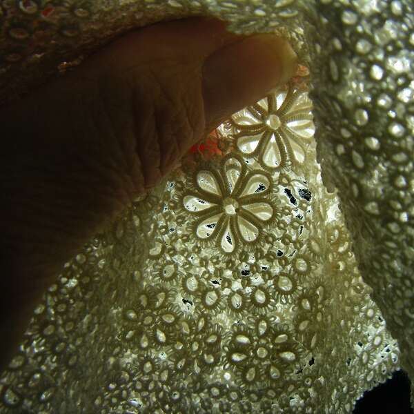 Dentelle métier d'art