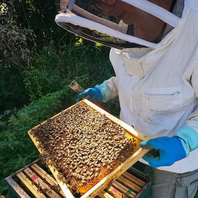 Rucher ouvert au public