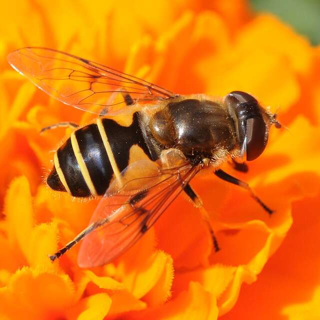 Tourbière des Dauges : on syrphera quand on aura envie de syrpher