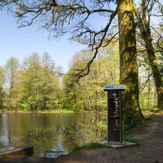 La forêt départementale des Vaseix