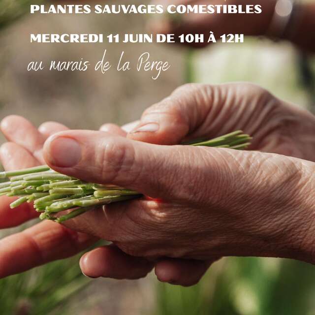 A la découverte des plantes sauvages comestibles
