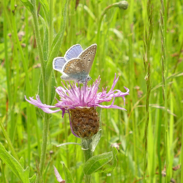 Découverte des plantes sauvages