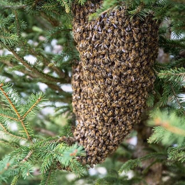 Journée d'initiation à l'apiculture