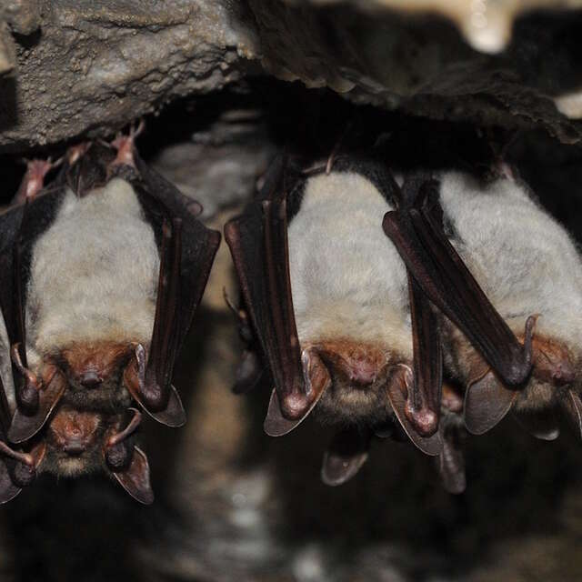 Nuit des chauves-souris
