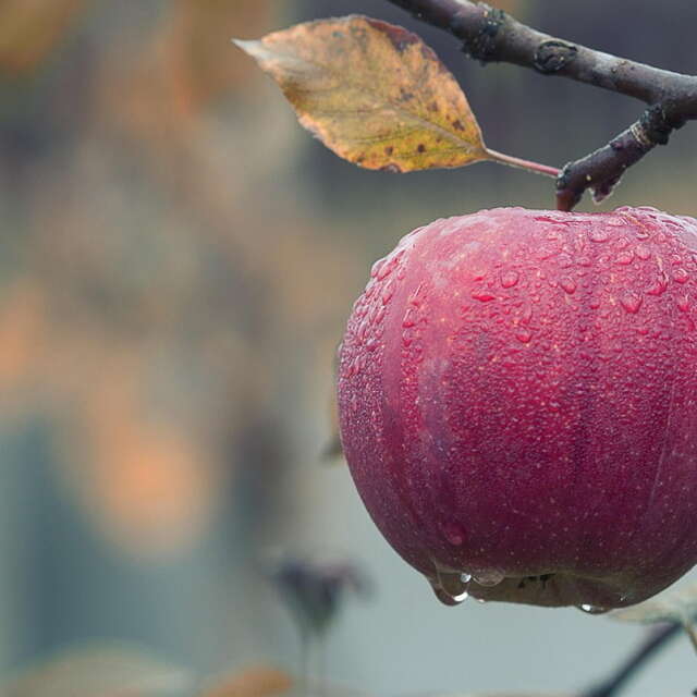 Fête de la pomme