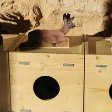 Animation Nature - A la recherche des animaux sauvages - Limoges