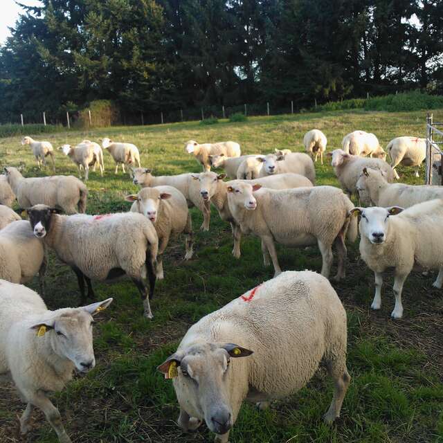 Viande d'agneau, volaille et porc gascon à la ferme Lacour de Bayerie