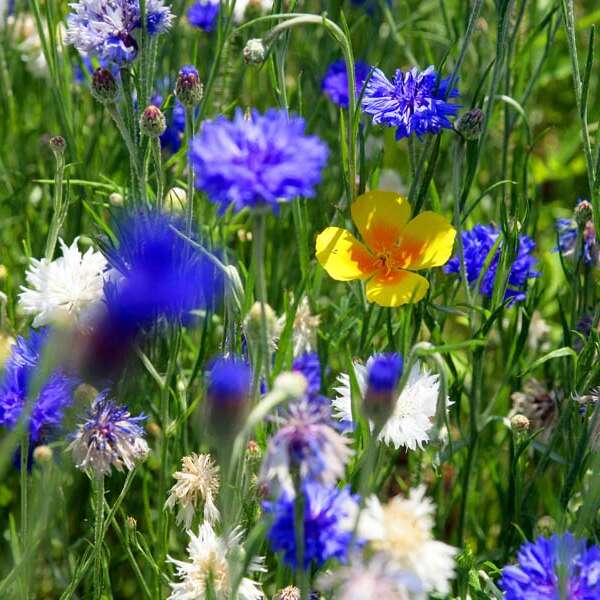 Vide jardin