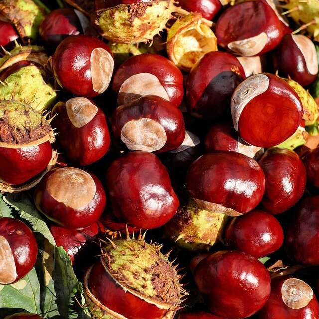 Coopérative fruitière Limdor : Unité de Collecte Marrons Châtaignes