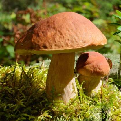 Champignons - Maison du Père Castor