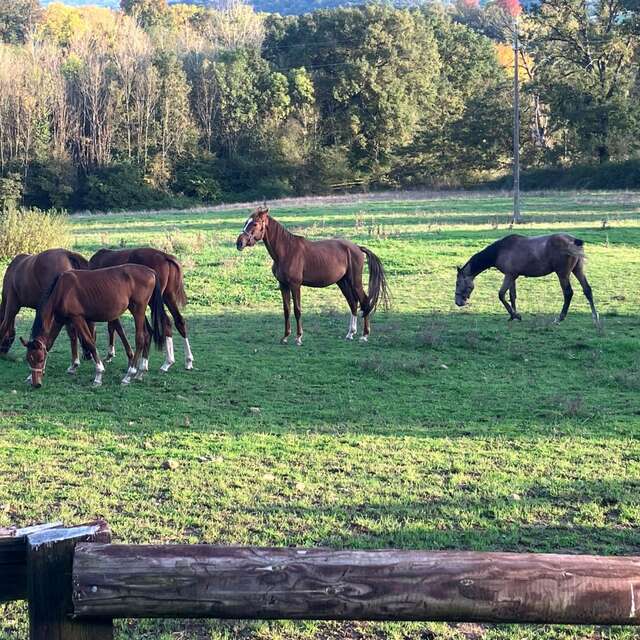 Centre Equestre de l'Elevage d'Acy